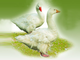 Vп̩ݵӹ޹˾