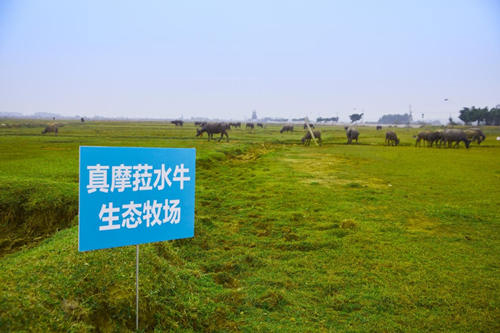 水牛奶行業(yè)殺出黑馬,新貴真摩菈純香出圈 水牛奶行業(yè)殺出黑馬,新貴真摩菈純香出圈